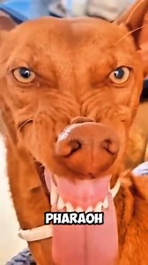 🐕🐶 Meet the Pharaoh Hound ❤️ The Ancient Egyptian Beauty! 🏺✨ The Pharaoh Hound is elegance personified – a breed dating back to ancient Egypt! Known for their graceful build, playful spirit, and unique “blush” when excited, these dogs are as loyal as they are charming. . . . . . . #WoofPassion #PharaohHound #EgyptianDog #AncientDogs #DogBreeds #DogLovers #RegalDogs #PetCare | Woof Passion