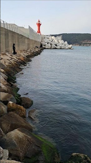부산 기장권 낚시조황(2025년 1월 26일 대변방파제 내항) - 물고기 멸종되었습니다