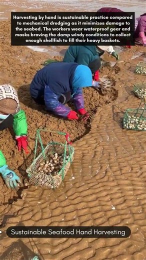 Sustainable Seafood Hand Harvesting