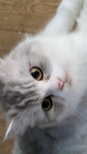 Cat swing sound 😂 #funny #funnycat