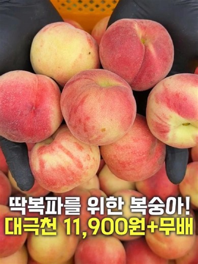 대극천 복숭아 1kg 11,900원 특가 | 아삭달콤 과즙 복숭아
