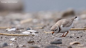 42K views · 1.4K reactions | To look for food, Piping Plovers will stomp and shuffle on the sand, pecking at the ground whenever they spot something edible. | National Audubon Society | Facebook