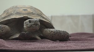 'We had a lot of illegal breeding cases': Why Arizona has so many tortoises needing to be adopted