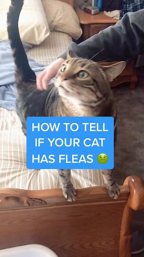 Cat Flea Check: Tips and Tricks