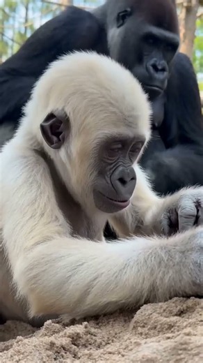 He ruined it… then helped fix it 🏖️🦍🥹🌿 — tiny sibling apology #GorillaBaby #AnimalSiblings #zoo