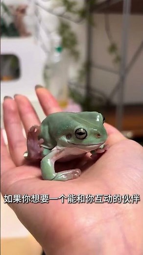Unbelievable Beauty of the Black-eyed Tree Frog