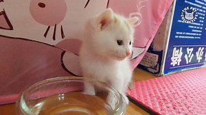 854K views · 11K shares | OMG. SO MANY KITTENS. | The Pet Collective | Facebook