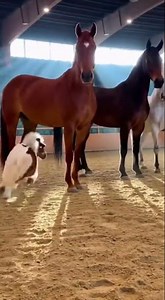 Miniature Horse Playful Jumps Around 3 Big Horses 🐴😂 | Ultra-Realistic 4K Arena