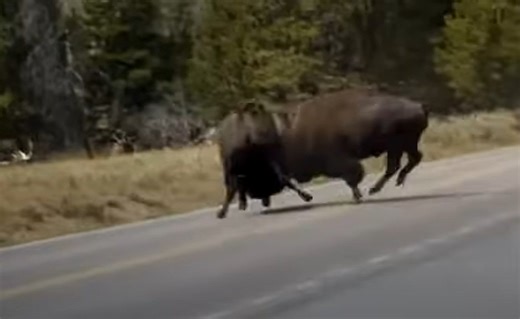 Rutting Bison Sends Rival Bull Skidding Across The Road At Yellowstone National Park