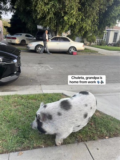 Mini Pig's Heartwarming Moments with Grandpa