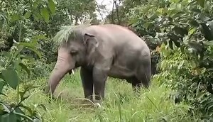 A lovely update about handsome bull elephant, Kavaan, shared from our founder Saengduean Lek Chailert Cooler weather is coming. "I think I’ll let my hair grow out this winter”, says Kavaan - one cool dude at Cambodia Wildlife Sanctuary! ลมหนาวเริ่มมาแล้ว ต้องหาอะไรมาสร้างอบอุ่นเสียหน่อย กาวานบอกว่าต้องทำผมให้ยาวขึ้นเพื่อความอบอุ่น สวัสดีตอนเช้าจากกาวาน ที่โครงการศูนย์อนุรักษ์พันธุ์สัตว์ป่าประเทศกัมพูชาค่ะ #CambodiaWildlifeSanctuary #SaveElephantFoundation #ElephantNaturePark #LetElephantBeElepha