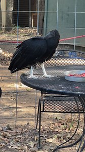 Fun facts about vultures! | Wild Heart Ranch