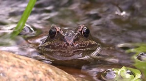 Frog, Water, Pond. Free Stock Video