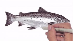 Complete salmon drawing lesson with shading and depth