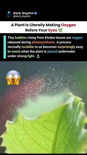 The Tiny Bubbles Prove Photosynthesis Is Happening 🌿🫧#shorts #science #viral #viralvideo #trending