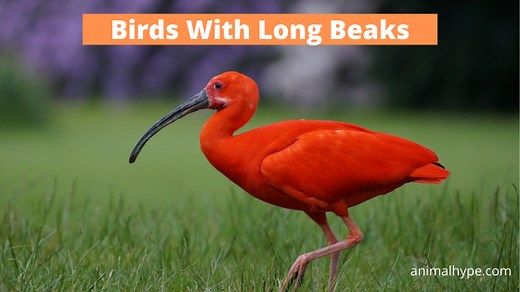 20 Birds With Long Beaks (With Photos) - Animal Hype