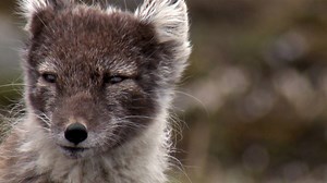 Twenty generations of foxes have lived in this den, hiding food away during the spring to survive the long winter. | National Geographic