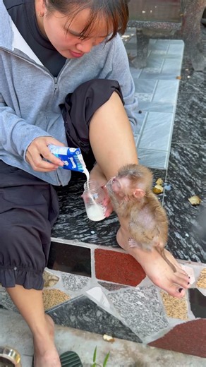 Kiki the monkey sat hugging his mother's leg, waiting for her to pour the milk.🍼🍼🍼😂🥰