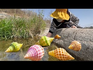 The secrets of freshwater pearls are revealed, the fascinating world of pearl farming.