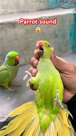 Indian Ringneck parrot video # Talking parrot video #viralvideo #nonstoptalkingparrot #talkingparrot