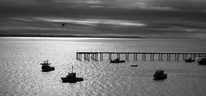 National Blue Cod Strategy Released | Commercial Fishing | Fish Focus