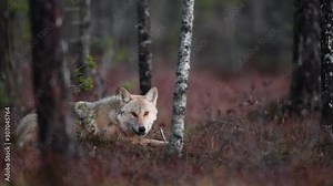 Eurasian wolf, also known as the gray or grey wolf also known as Timber wolf. Scientific name: Canis lupus lupus. Natural habitat. Autumn forest.