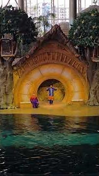 Dolphin Show in Dubai | Amazing Marine Experience