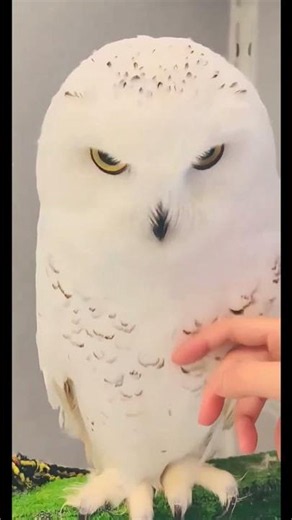 Snow owl healing moment