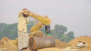 Men, Farmers, Agriculture. Free Stock Video