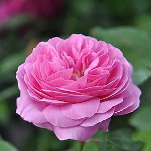 Heirloom Bourbon Roses, Live Own Root Plant for Outdoor Garden, Louise Odier, Moderately Fragrant, Hardiness Zones: 5-10, Continual Blooming
