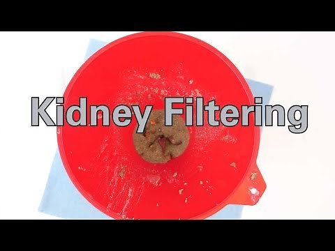 Kidney Filtering