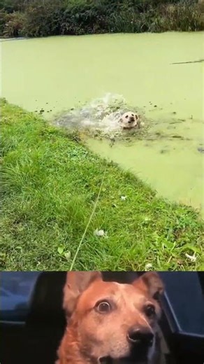 Pet Fun Fails: Too Cute to Miss😂 #shorts #viral