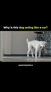 2.5M views · 50 reactions | This funny commercial features a very confused little dog that imitates the sounds of a car while romping around town. The message is: ‘You don’t need to drive a Volkswagen to be impressed. #MarketingMentor #VolksWagen | Marketing Mentor | Facebook