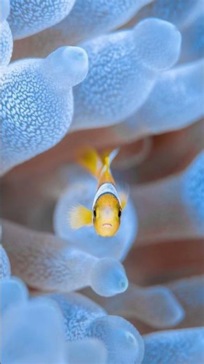 Underwater World 海の中に広がる、もうひとつの世界。光が揺れ、色彩が息づき、静けさの中で命が踊る場所。 #モルディブ #オーダーメイド旅行 #青の世界 #Underwater