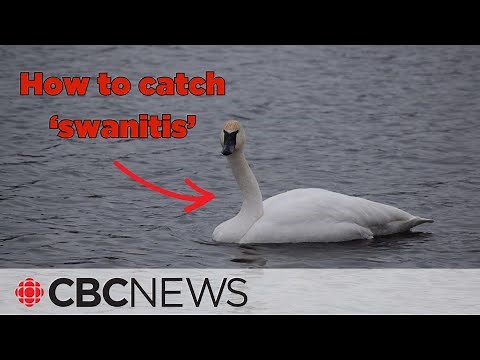 The triumphant return of the trumpeter swan
