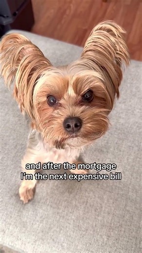 Yorkie Terrier Dog math