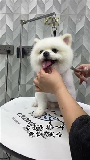 Heartwarming Moments with Adorable Pomeranian Pups