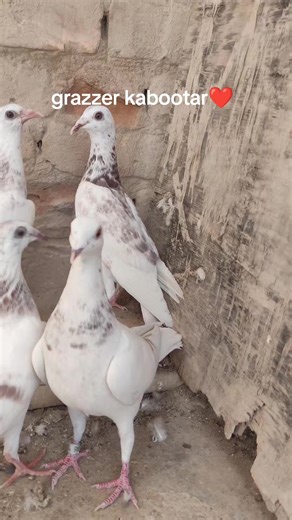 grazzer kabootar 📉📈 #trending #foryou #foryou