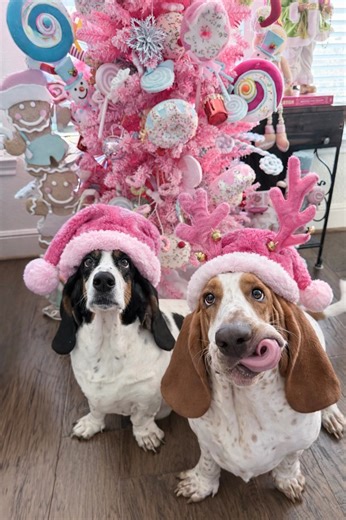 🎅🐾 Santa Paws made a special Christmas morning visit, and plot twist… they made the Nice List after all 😇🐶 Candy-sweet faces, suspicious halos 🍬😇🐾 Santa Paws says NICE, so they are not arguing 🎄🎅 Treats were dropped, and zero regrets were had 🎅🐾🎄 (Behavior still under review.) Let us know, who else made Santa Paws nice or not so naughty on the list? | Basset Buddies Rescue of Texas