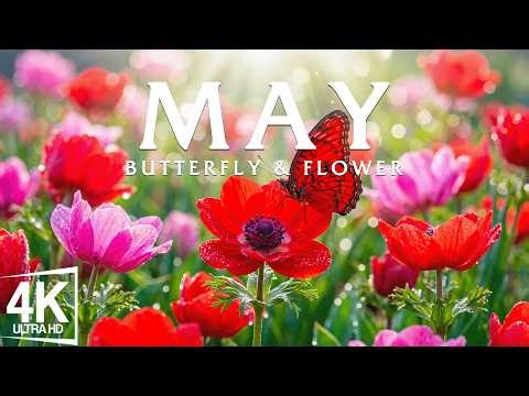 Spring Flower Fields 4K 🌸 Endless Meadows in Bloom with Soft Light and Colors Flowing Across Land