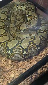 Exotic Animals for Sale in the Open Pet Store