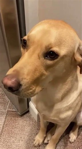 Guilty Dog Knows What He Did
