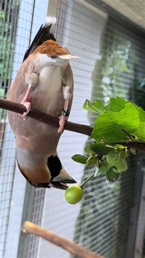 Hawfinch Cherry Foraging: How to Provide Fresh Branches and Fruit