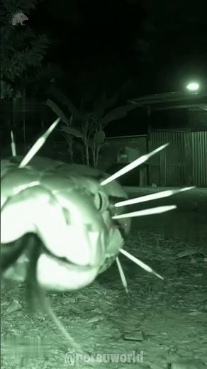 🦔 What Happens When a Snake Attacks a Porcupine?