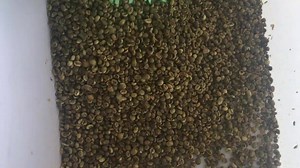 ZRWS 6SXZ-68 color sorter is sorting green coffee beans. The green coffee bean is one of the most challenging sorts in the agriculture industry because of the slight color differences in the beans. if you want to know detail ,contact me : phone : 8615818680022 e-mail:jessica.xu996@outlook.com skype : 8615818680022 | Wesort color sorter machine