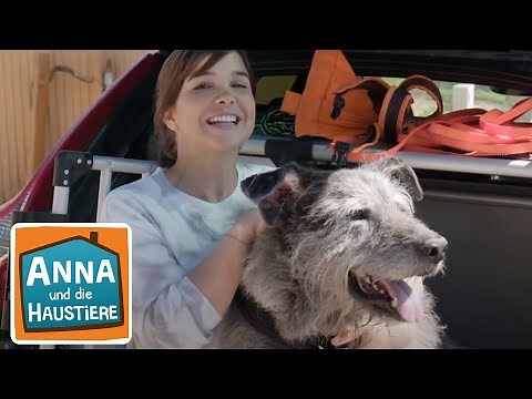 Archäologiehund | Information für Kinder | Anna und die Haustiere