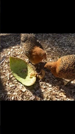 Two young Sicilian Buttercup chickens.