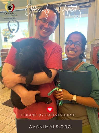 Pet Adoption- Apple Valley Animal Shelter One of the AVAS pups has found their Furever Home. This happy family applied for adoption for this cute puppy and were thrilled that their application was selected. So happy to see that the pup will have a new family who will love and care for them! For the current list of our “Adoptable Pets” and animals “Holding” at our facility, which may be available for adoption if not returned-to-owner, can be viewed at the below links. These links are updated auto