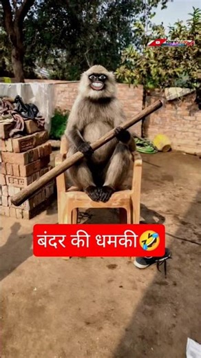 खतरनाक बंदर🤣 #thetharpuns #comedy #hinarahulvlog #shorts #trending #heenarahulshorts