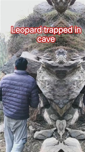 Leopard trapped inside cave 😱🐆 #shorts